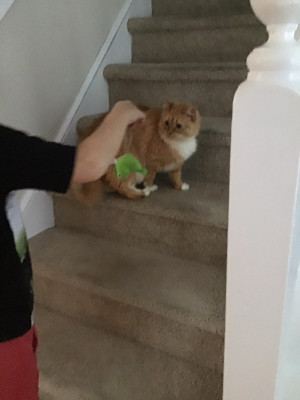 Photo of Princess And Rupert