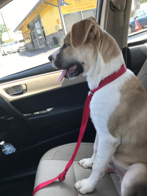 Photo of Spade 