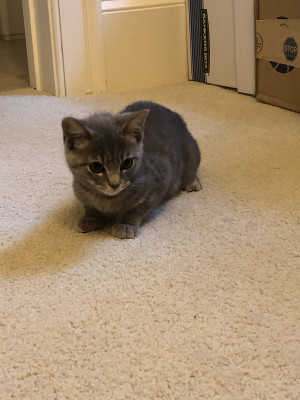 Photo of Smokey