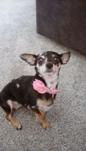 Photo of Pippy
