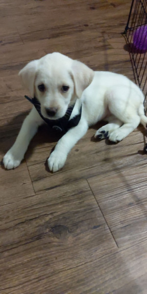Photo of Snowy