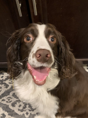 Photo of Bramble