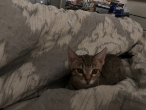 Photo of Azula