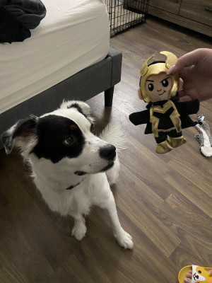 Photo of Loki