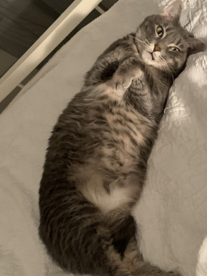 Photo of Tallulah