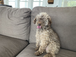 Photo of Teddy