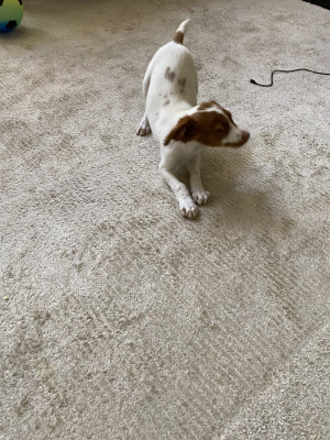 Photo of Puppy
