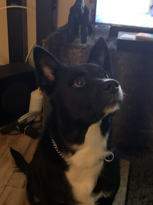 Photo of Draco