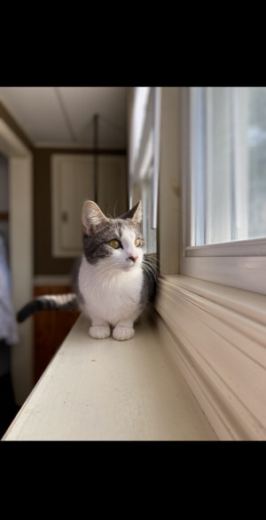 Photo of Whiskey