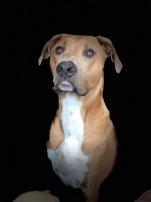 Photo of Koda