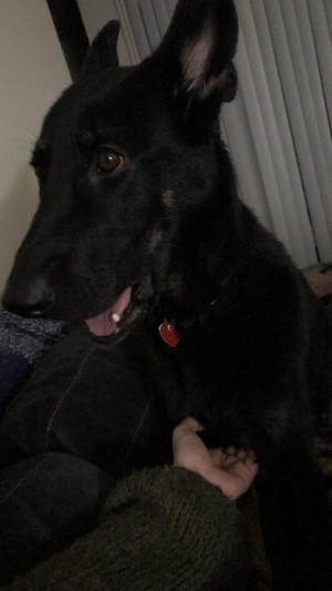 Photo of Misty