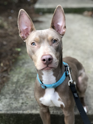 Photo of Bella