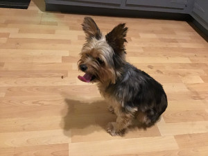 Photo of Teddy