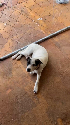 Photo of Cookie