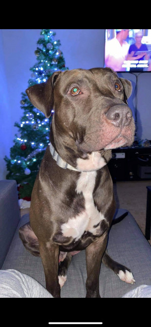 Photo of Chief