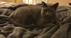 Photo of Stoli