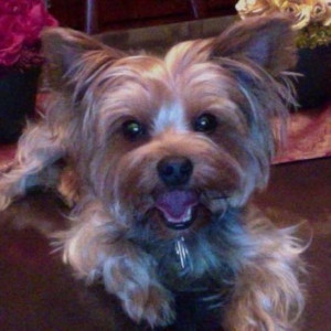 Photo of Toby
