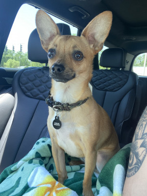 Photo of Peppy