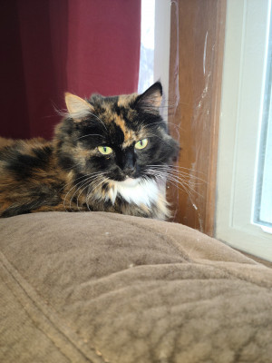 Photo of Kismet