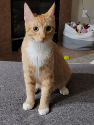 Photo of Pumpkin