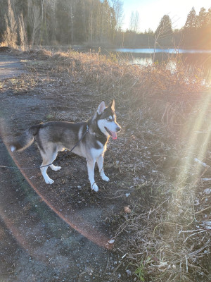 Photo of Anubis