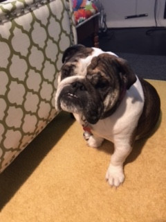 Photo of Tootsie