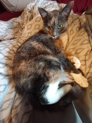 Photo of Cora