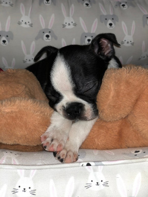 Photo of Enzo 