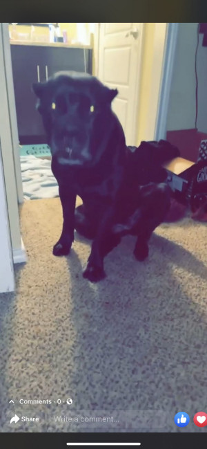 Photo of Mowgli