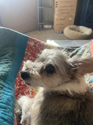 Photo of Rosie