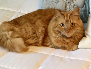 Photo of Bentley