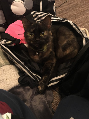 Photo of Pepper