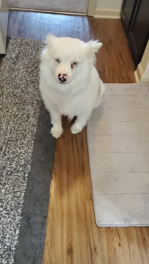 Photo of Dumpling 
