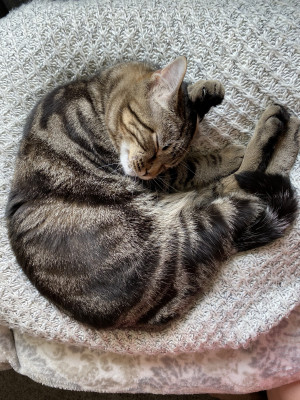 Photo of Finnegan
