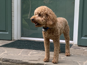 Photo of Toby