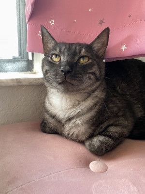 Photo of Rambo