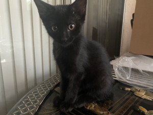 Photo of Sylvester 