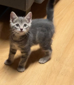 Photo of Sapphire