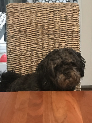 Photo of Pepper