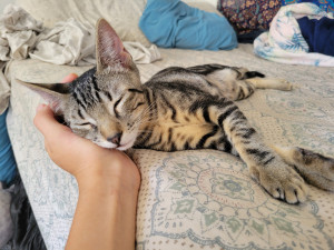 Photo of Haru