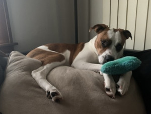 Photo of Gypsy