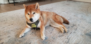 Photo of Penny