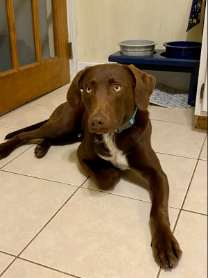 Photo of Bear