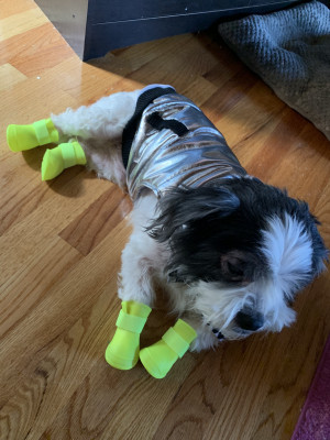 Photo of Cooper