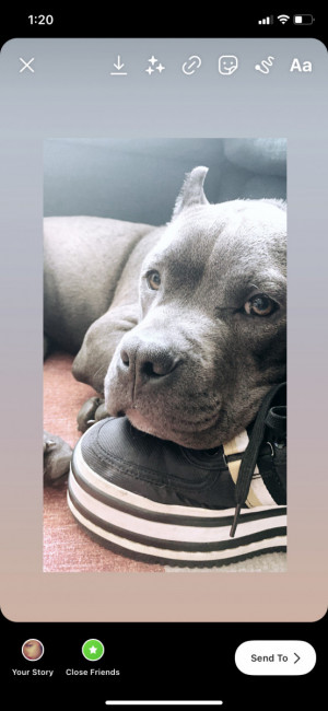 Photo of Rosco