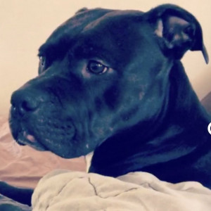 Photo of Buddy Chicas