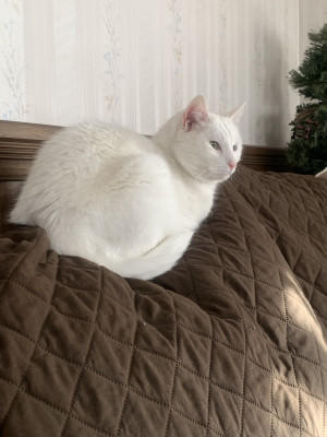 Photo of Vanilla