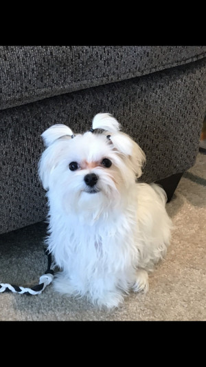 Photo of Angel