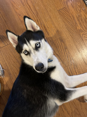 Photo of Apollo
