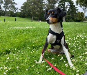 Photo of Bailey Rey